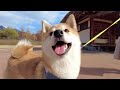 Shiba Inu Dog's Trip To South Korea (6 Month Compilation)