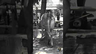 Dhupkhola Gorur Haat 2018- Eid Ul Azha Bd