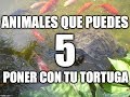 5 animales que puedes mezclar con tu tortuga