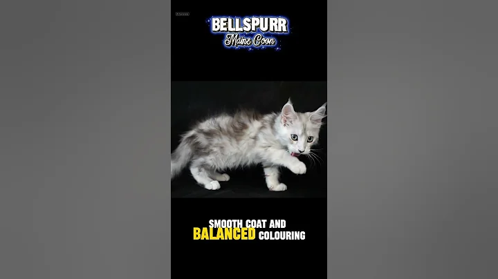 Video 11805161: shaded maine coon kitten, silver maine coon kitten, eyed maine coon kitten, black maine coon kitten, blue maine coon kitten, maine coon girl