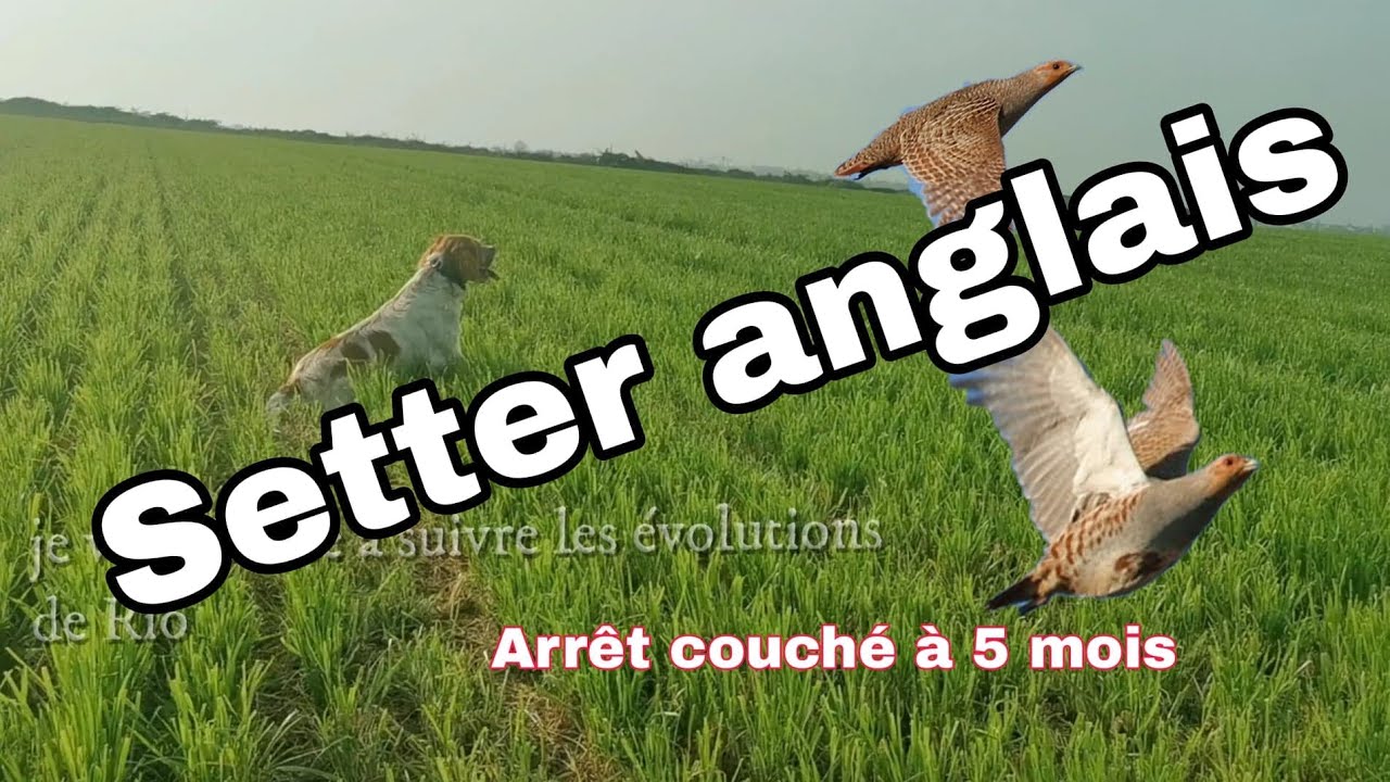 SETTER ANGLAIS / DRESSAGE de Rio 5 Mois avec son professeur Jock