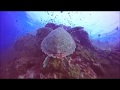 Dope diving ksa liveaboard similan islands  scuba diving richelieu rock