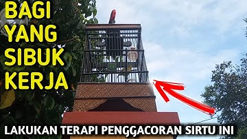 TERAPI PENGGACORAN burung SIRTU BAGI PEMULA SIMAK INI