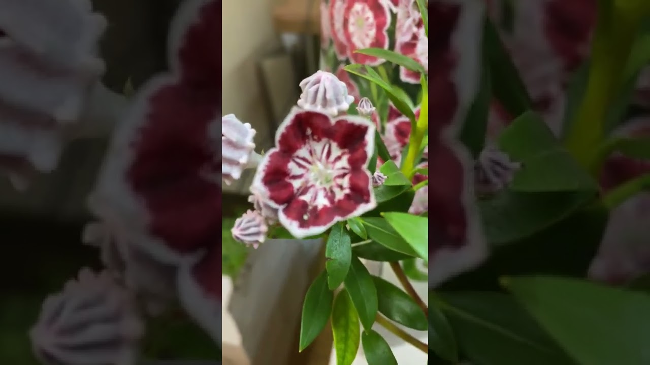 Кальмия широколистная - идеальный компаньон для различных сортов вереска 