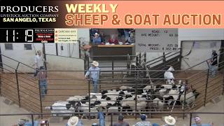 PRODUCERS LIVESTOCK | Weekly Sheep & Goat Auction #SheepAndGoats #livestockauction #livestock 6.9.26