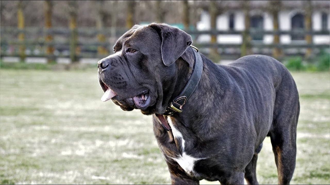 Day In The Life Of A Cane Corso I Had A Debt I Could Not Pay