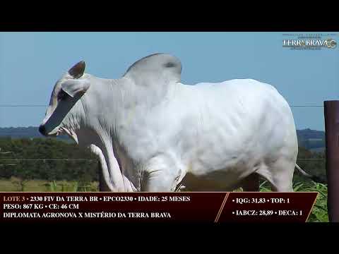LOTE 03   EPCO 2330