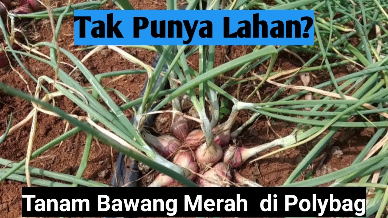 Semua Bisa Menanam Bawang Merah Di Polybag 