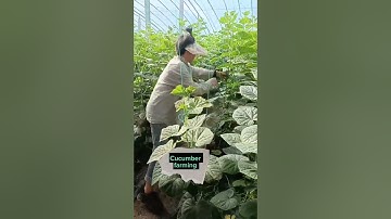 Techniques To Grow High Yield Cucumbers #satisfying #shot