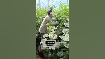 Techniques To Grow High Yield Cucumbers #satisfying #shot