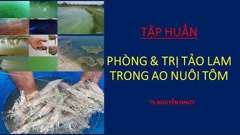 PHÒNG TRỊ TẢO LAM TRONG AO NUÔI TÔM SÚ VÀ THẺ
