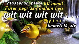 Masteran pleci wit wit wit dan suara air mengalir masteran paling menonjol saat di gantangan