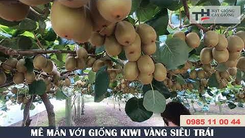 GIỐNG KIWI VÀNG CHO THU HOẠCH CỰC SỚM - CỰC SIÊU TRÁI