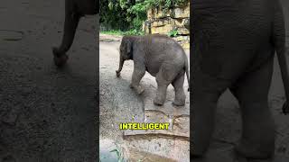 How Elephant Crack Coconuts