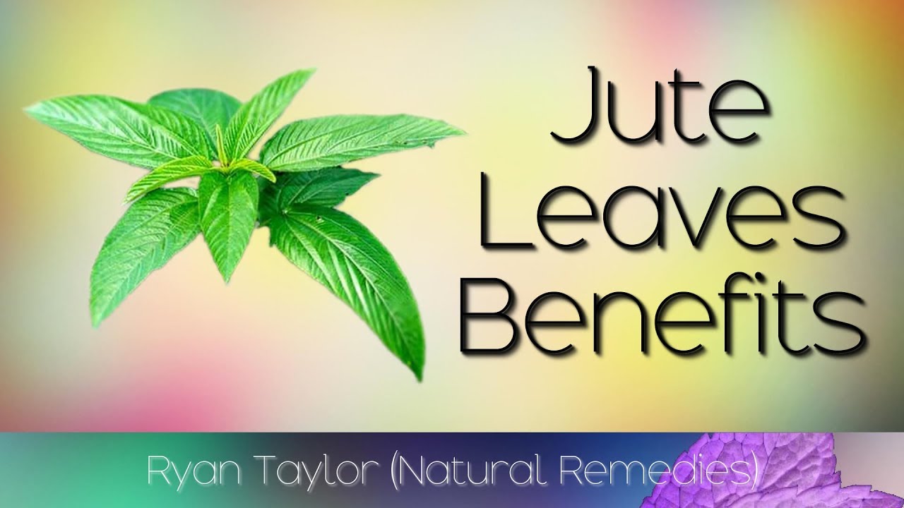 Jute Leaves Benefits & Uses (Saluyot) YouTube