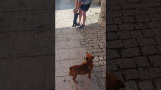 Two cuties welcoming us somewhere in Guarda Portugal #cutedog #petlover