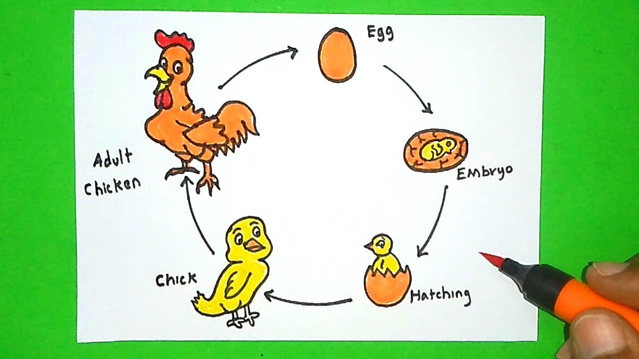 Life Cycle Of Hen Drawing How To Draw Life Cycle Of Hen For Beginners life-cycle-of-hen-drawing-how-to-draw-life-cycle-of-hen-for-beginners