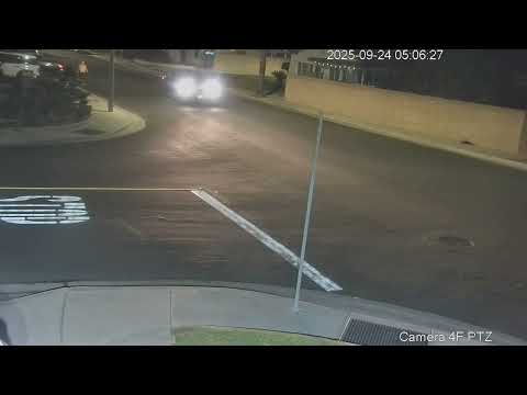 Lady Dodging Skunk on Morning Walk