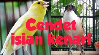 Cendet full kenarian untuk isian cendet anda !! @Omahecendetmdn