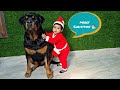 merry Christmas || opening aaru's birthday gift || funny dog video