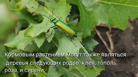 Шпанская мушка - российский жук и афродизиак! Смерть печени или ура потенции?