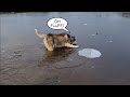 Chunky Husky tries to Reach a Treat on Ice