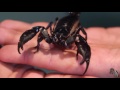 🦂 Escorpión gigante de bosque (Heterometrus spinifer) Un escorpión del sudeste de Asia 🦂
