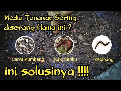 Video: Apakah ada pengusir hama di apartemen? Menyingkirkan invasi