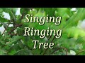 Singing ringing tree near burnley july 2021