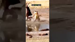 Sable Antelopes Fight Lions & Rhinos! #wildlife #animals #wild #fight #shorts