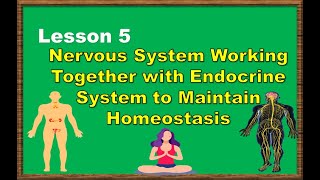 Lesson 5: Nervous System Working Together with the Endocrine System to Maintain Homeostasis