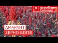 Чому вигідно вирощувати амарант