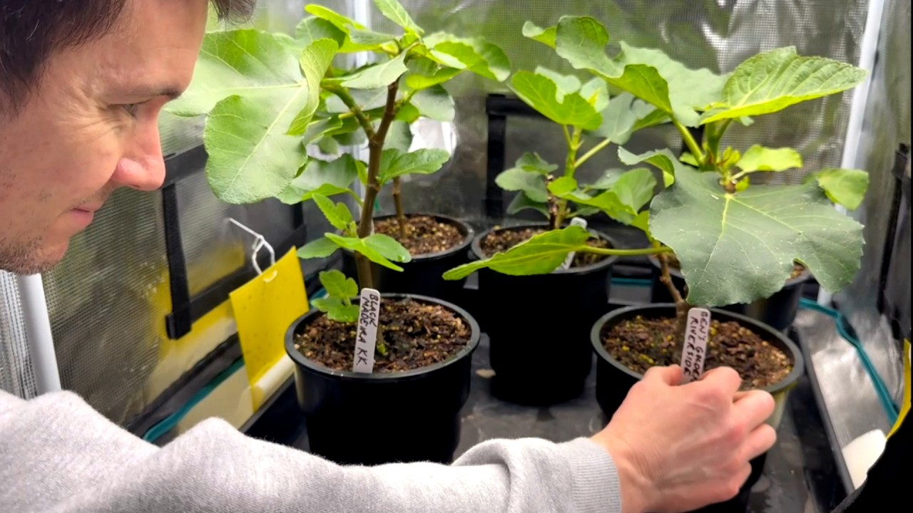 Выращивание растений в помещении — это весело!