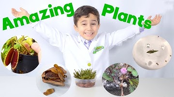 5 Amazing Plant Adaptations You Have to See to Believe - JoJo