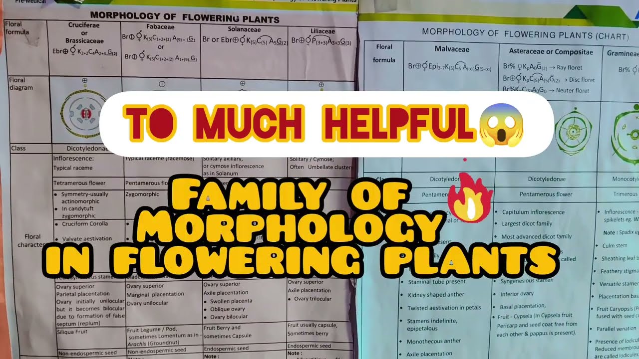 To much helpful 😱💯||family of Morphology in flowering plants ☘️ easy to learn 