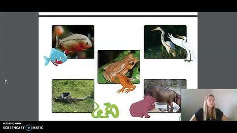 3rd Grade CKLA ELA - Unit 2 Lesson 3 Animal Classification: Vertebrate or Invertebrate?