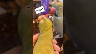Ducky gives Beaker a kiss! 💋 #talkingbird #talkingparrot #cuteanimals #cutepets #dadlife #daughter