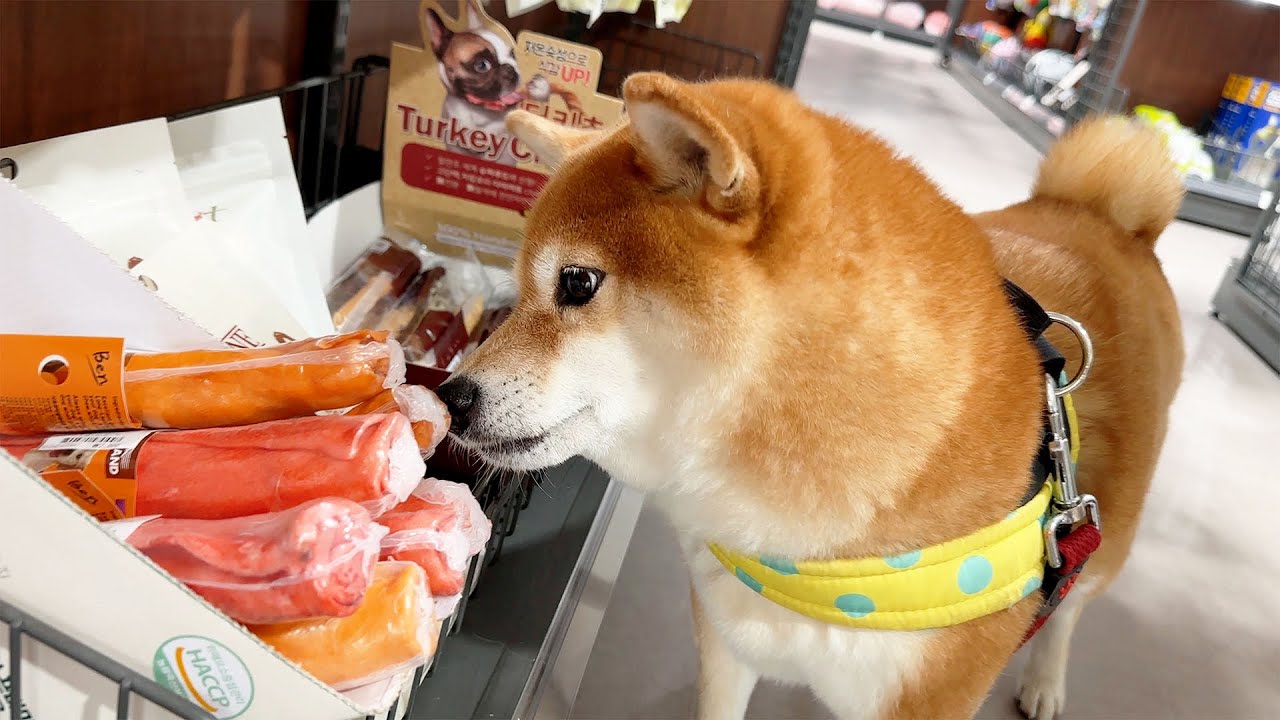 주인과 함께 육아하는 강아지의 주말 일상vlog