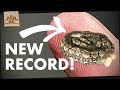 The smallest retic mama ever  we set a new record