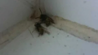 Wasps Dieing