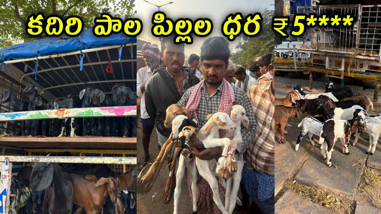 కదిరి పాల పిల్లల ధరలు చాలా తక్కువ ధరలు#kadirimarket #goatfarming #కదిరిసంత 