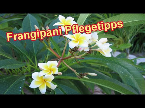 Video: Plumeria Care And Pruning - Wann ist die beste Zeit, um Plumerias zu beschneiden?