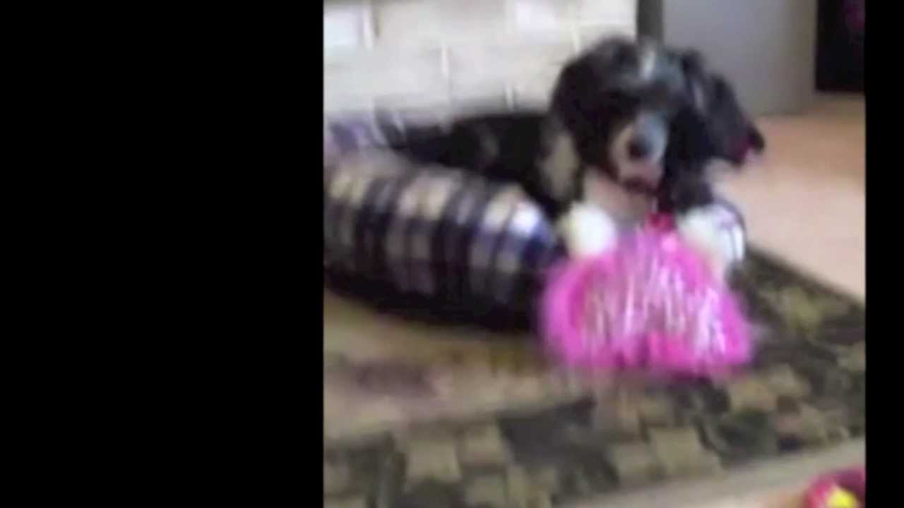 Lestat's Adoption Video (Bald is Beautiful Dog Rescue) - YouTube