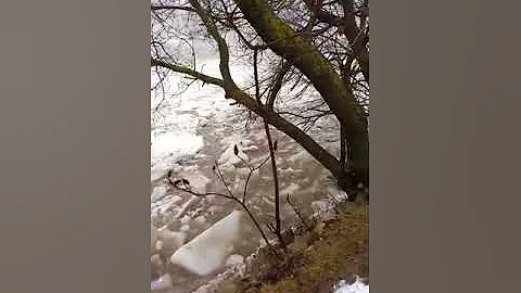 Ruth Ann Leonard posted a video to her timeline