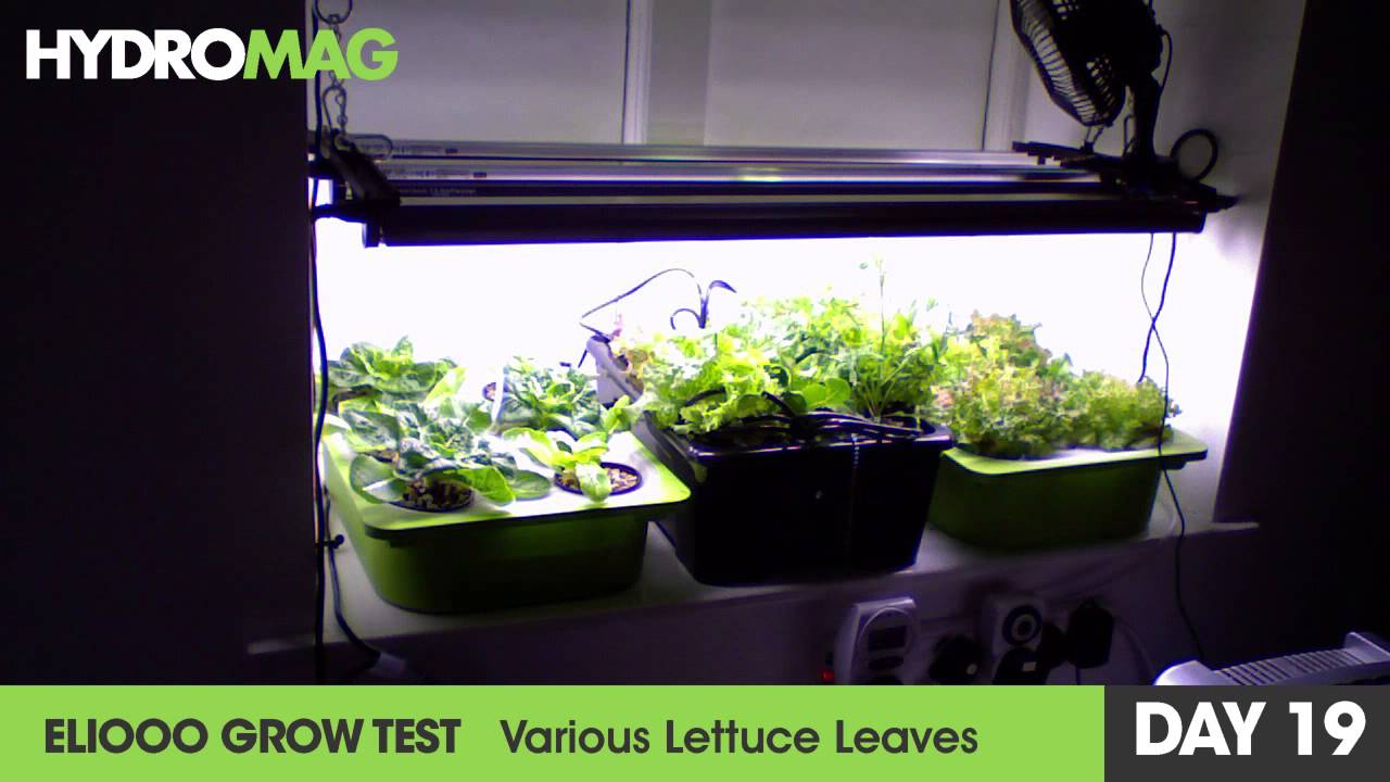Hydroponic - Grow Test Lettuce
