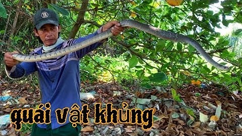 hết nói con rắn rồi neo bẫy gần 3 tháng Hiếu Lãng Tử cũng tóm được nó#thế kiệt official