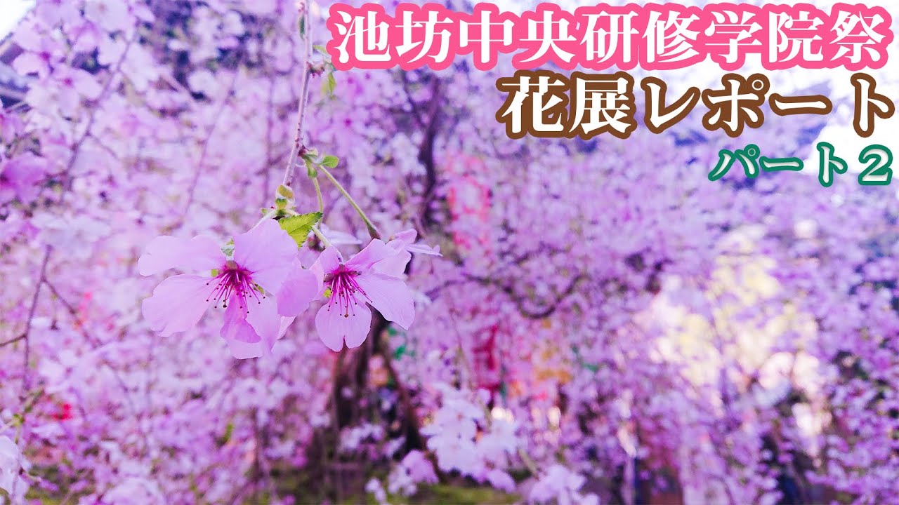 生け花 花留め オアシス 吸水スポンジ フローラルフォーム 吸水フォーム の扱い方 Youtube 生け花 花留め オアシス 吸水スポンジ フローラルフォーム 吸水フォーム の扱い方 Youtube
