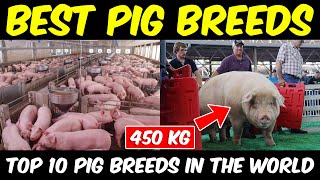 Best Pig Breeds for meat in the world | Commercial Pig Farming Business