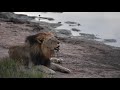New lions and an epic lion fight  the virtual safari 18