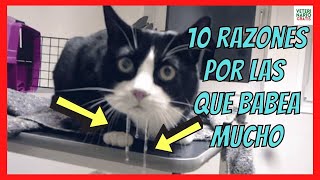 WHY DOES MY CAT DROOL A LOT? 10 REASONS AND SOLUTIONS